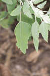 Lambsquarters